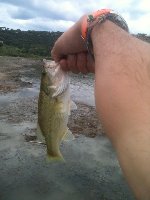     Black Bass 1.8 Kg nel lago di Penne  