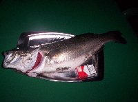 Bocca di Cecina - Pesca a surf casting con spigola di 6kg