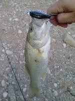 Carpa a specchi di3kg al Green Park di Palombara Sabina