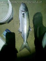 Palombo di oltre 7kg a Bovo Marina