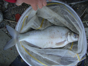     Carpa di 3kg con lo 0,10  