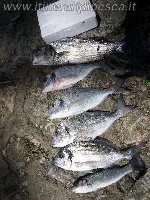 Brindisi - Casale - Orata di oltre 2kg