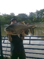 CACHAMA PACU  in Colombia