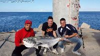 Capoiale - Leccia amia di 28kg con cefalo vivo