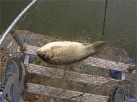     Pesca dagli scogli di bordghera ,dopo 3 giorni di vento  