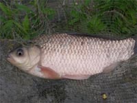     Pesca dagli scogli di bordghera ,dopo 3 giorni di vento  