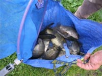     Pesca dagli scogli di bordghera ,dopo 3 giorni di vento  