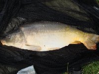 Carpa di 9kg con la tecnica feeder