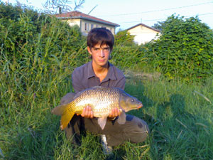     Carpa a specchi di 2,5 kg  