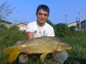     Carpa a specchi di 2,5 kg  