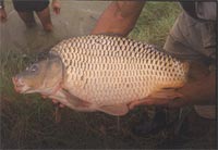     carpa regina 02  