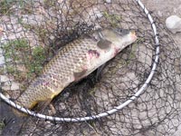     CARPA DEL TEVERE  