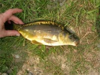     Pesca dagli scogli di bordghera ,dopo 3 giorni di vento  