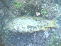     Pesca dagli scogli di bordghera ,dopo 3 giorni di vento  