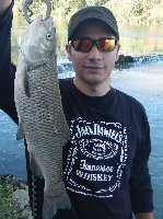 Barracuda di 3kg in Toscana