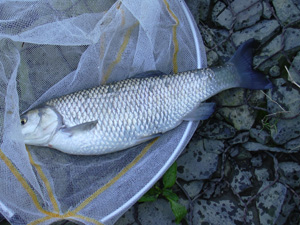     Carpa di 3kg con lo 0,10  