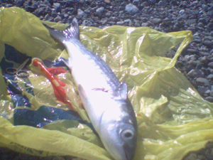     Pesce serra pescato a provincia di Cosenza in notturna  