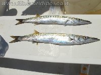 Perchia a Light Shore Jigging a Vibo Marina