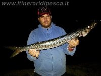 Barracuda di 1.6kg preso con un Maver Skirt affondante