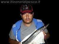 Barracuda di 1.6kg preso con un Maver Skirt affondante