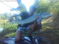 Esca storione bianco micidiale per questo esemplare alla river monster
