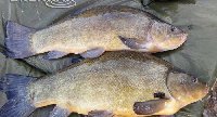 Feeder due tinche ai laghi delle colline