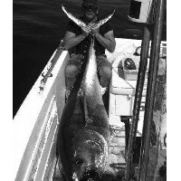 Giulianova - Pesca al tonno con la sarda