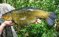 Luccio di quasi 10kg sul fiume Drava