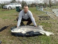Laghi blu Martellago - Super storione di 25kg
