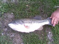 Lago Tacao - Trota salmonata da 7,5 kg