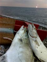     SPIGOLA CON ANGUILLINA TESTA ROSSA FATTA IN CASA  