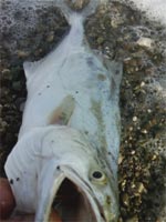     SPIGOLA CON ANGUILLINA TESTA ROSSA FATTA IN CASA  