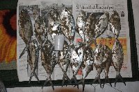 Leccie stella a ladispoli con italcanna barracuda