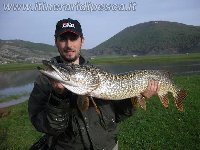     un gran bel lucciotto  