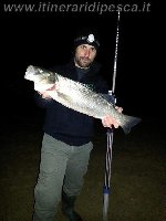 Maver invincible e Shimano Xsa per questa spigola di oltre 3kg