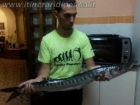 Porto di Forio ad Ischia - Cuda di 1.8kg