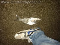 Mormorone sulla spiaggia dei maronti