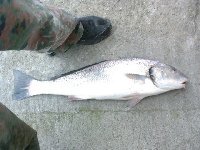 Ombrina da 5kg