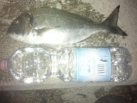 Orata a Castiglione - Salerno pescata a surf casting