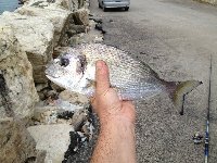 Sarago pizzuto al porto di Anzio