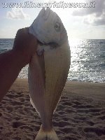 Coppia di barracuda con mommotti 180