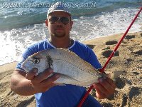 Coppia di barracuda con mommotti 180