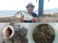 Orata di 2kg presa con doppio cannolicchio a 3 ami fissi