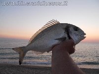 Orata di 600 gr a Beach Ledgering a VV