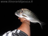 Orata di 1,7 kg a Beach Ledgering con il mio Alivio 4000fd