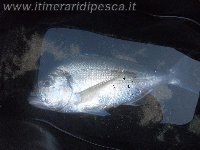 Orata di 1.055 kg con il granchio a Vibo Marina