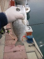 Ashdod - Ricciola di 6kg con la sarda