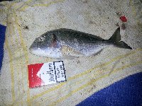 Bellissimo tonno rosso  da 14 kg pescato ad ischia a tr