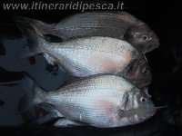 Coppia di barracuda con mommotti 180