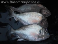 Orata di 1,7 kg a Beach Ledgering con il mio Alivio 4000fd